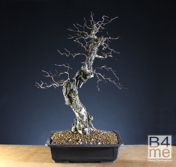 hawthorn bonsai